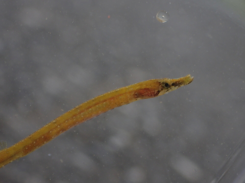 Belly pipefish (Hippichthys heptagonus) — Syngnathidae — 4