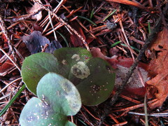 Phytomyza abdominalis