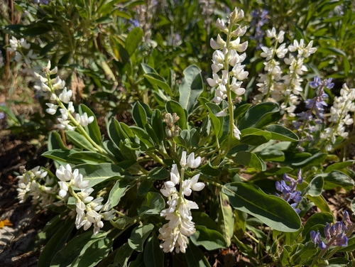 Ocala Lupine (Lupinus ocalensis)