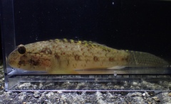 Silver Spotted Goby photo 4