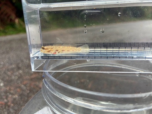 Gladiogobius observed 2026-03-21