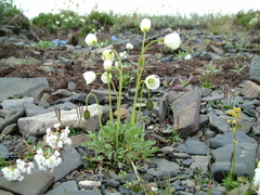 Papaver variegatum