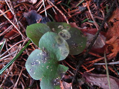 Phytomyza abdominalis