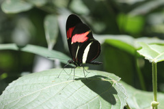 Heliconius besckei