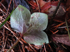Phytomyza abdominalis