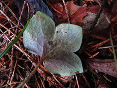 Phytomyza abdominalis