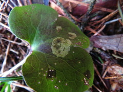 Phytomyza abdominalis