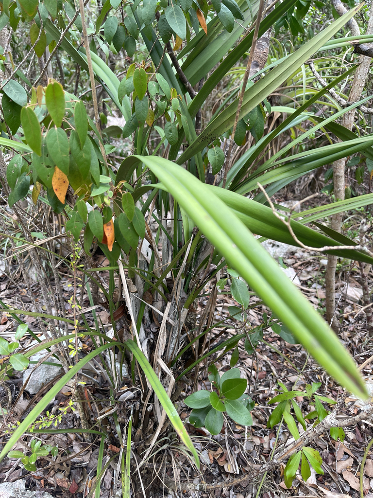 Epidendrum altissimum Bateman, 1838 2