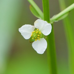 Amazon Sword (Echinodorus berteroi)