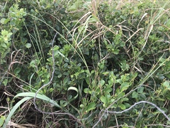 Pithecellobium keyense