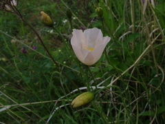 Papaver variegatum