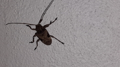 Lagocheirus araneiformis parvulus