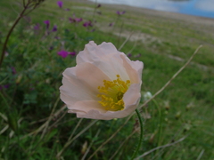 Papaver variegatum