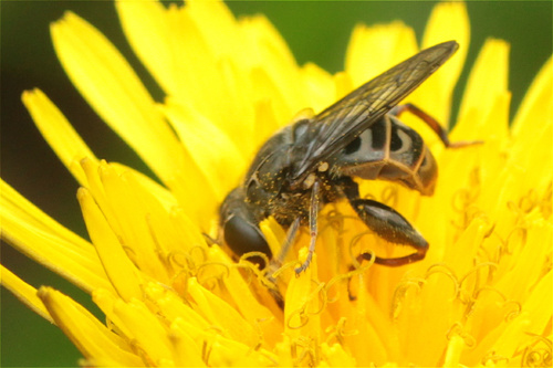 Photo of Southern Sickleleg (Asemosyrphus mexicanus)