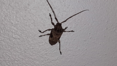 Lagocheirus araneiformis parvulus