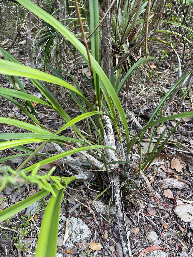 Epidendrum altissimum Bateman, 1838