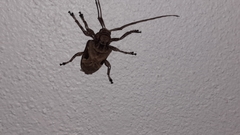 Lagocheirus araneiformis parvulus