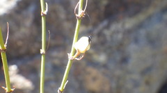 Ephedra gracilis