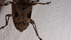 Lagocheirus araneiformis parvulus