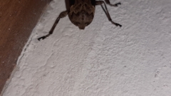 Lagocheirus araneiformis parvulus