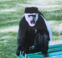 Colobus guereza matschiei