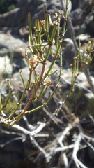 Ephedra gracilis
