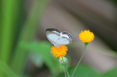 Oboronia punctatus