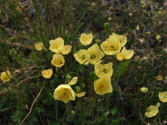 Papaver variegatum