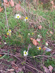 Tripleurospermum inodorum