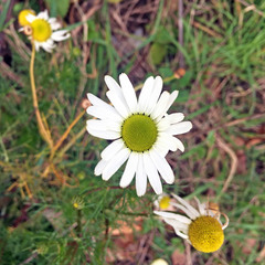 Tripleurospermum inodorum