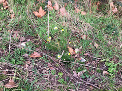 Tripleurospermum inodorum