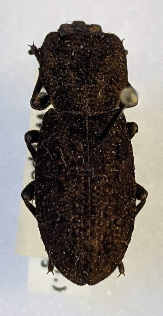 Sesaspis doyeni