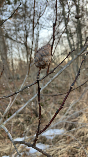 Unknown species found near West River Dr W, Stevens Point, WI, US