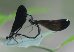 Calopteryx maculata