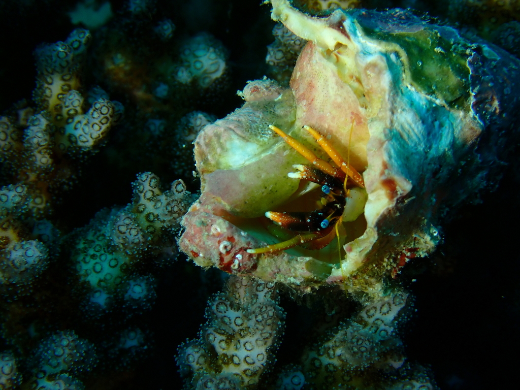 Calcinus gaimardii