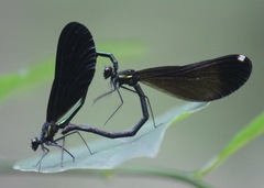 Calopteryx maculata