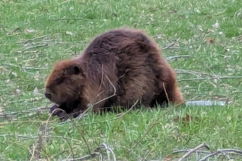American Beaver photographed in New York