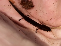 Eurycea quadridigitata