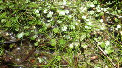 Hydrocotyle ranunculoides