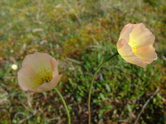 Papaver variegatum