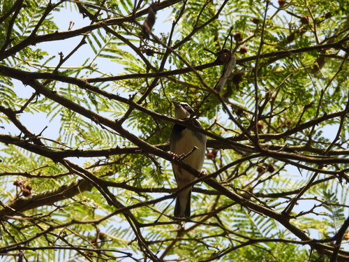 Collared Warbling Finch (Poospiza hispaniolensis)