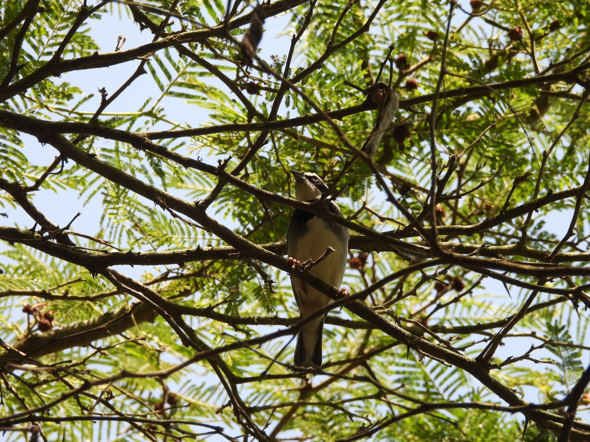 Collared Warbling Finch (Poospiza hispaniolensis), photo 1