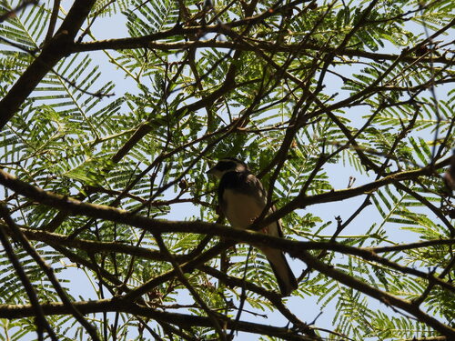 Collared Warbling Finch (Poospiza hispaniolensis), photo 2