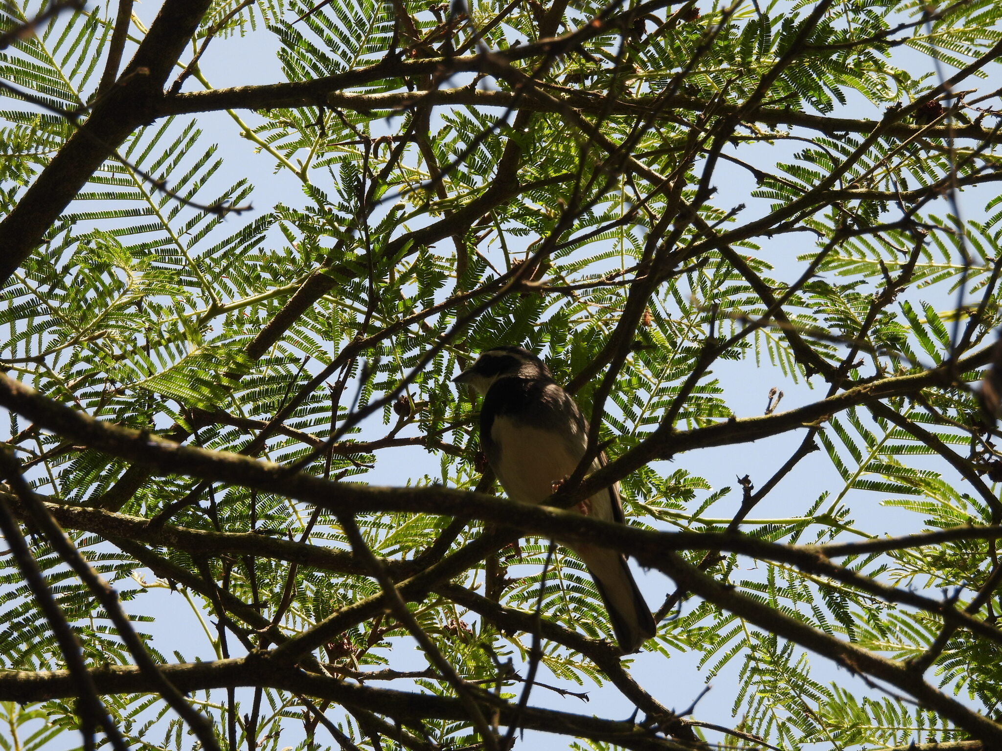 Collared Warbling Finch (Poospiza hispaniolensis), photo 2