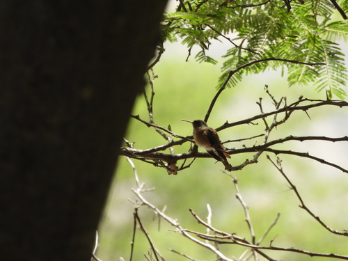 Amazilia Hummingbird (Amazilis amazilia), photo 7