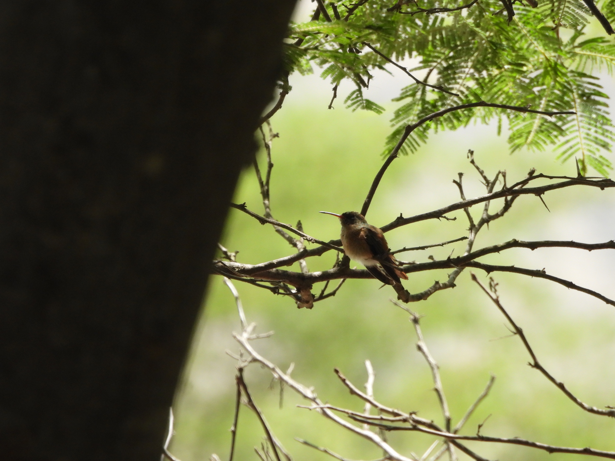 Amazilia Hummingbird (Amazilis amazilia), photo 7