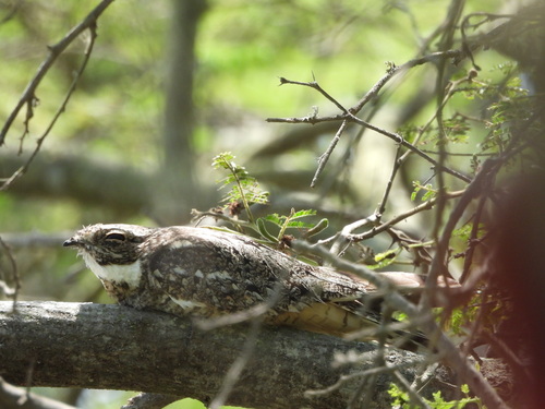 Lesser Nighthawk (Chordeiles acutipennis), photo 7