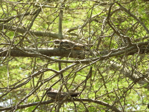 Lesser Nighthawk (Chordeiles acutipennis), photo 8