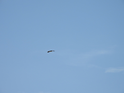 Comb Duck (Sarkidiornis sylvicola), photo 4