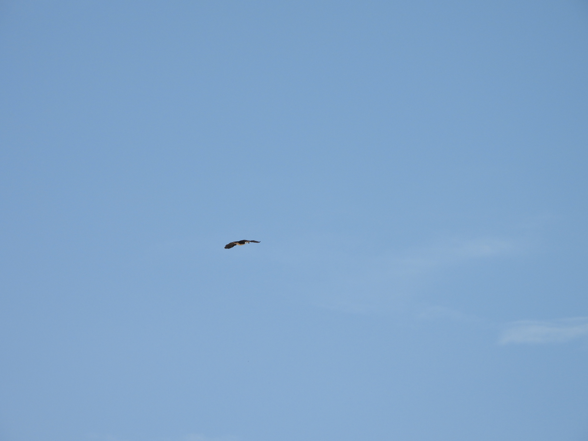 Comb Duck (Sarkidiornis sylvicola), photo 4